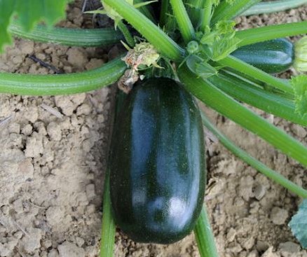 groen GRILLER F1 Courgette 