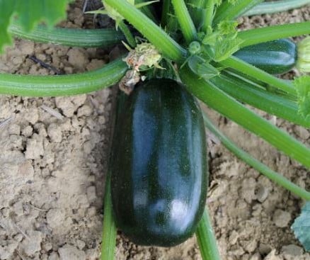 groen GRILLER F1 Courgette 