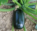 groen GRILLER F1 Courgette 