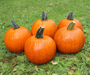 Hal. Buzz F1 PMT - 50 zaden Goede kleinere halloweenpompoenzaden