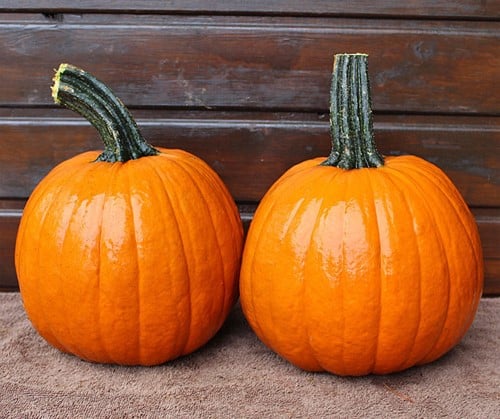 Hal. Gumdrop F1 PMT - 5000 zaden Opvallende halloweenpompoenzaden