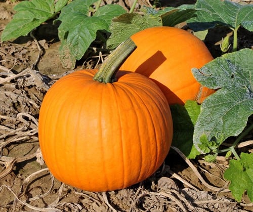 Hal. Scream II F1 PMT - 50 zaden halloweenpompoenzaden