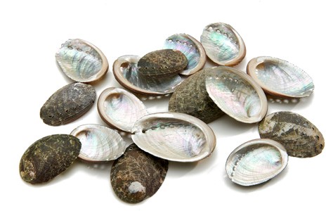 Haliotis Pulcherrima  ca. 20 stuks kleinverpakking