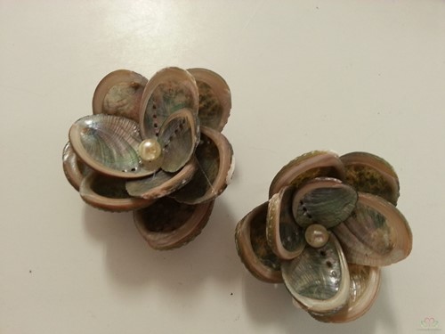 Haliotis Pulcherrima kilo Schelpjes