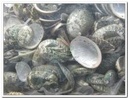 Haliotis Pulcherrima kilo Schelpjes