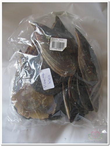 Hamerschelpen klein 1 kilo