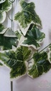 Hedera Groot Tak ca. 60cm BONT klimop