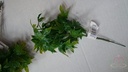Hedera Pick corsagevuller bundel 6 stuks klimop