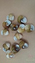 Helicostyla Florida schelpen ca. 3 cm 12 stuks