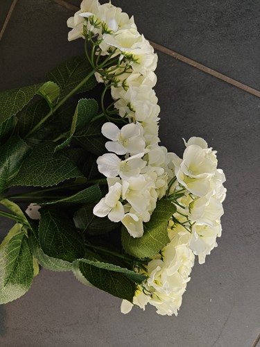 Hortensia GROOT HYDRANGEA BUSH WIT 54 cm Super! flowerwall vuller