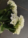 Hortensia GROOT HYDRANGEA BUSH WIT 54 cm Super! flowerwall vuller