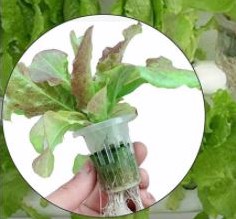 Hydrocultuur Kit GRIJS, Propagator 24 gaten,met pomp 220V  Grijze uitvoering stekken en zaaien op water
