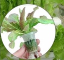 Hydrocultuur Kit GRIJS, Propagator 24 gaten,met pomp 220V  Grijze uitvoering stekken en zaaien op water