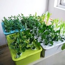 Hydrocultuur Kit GRIJS, Propagator 24 gaten,met pomp 220V  Grijze uitvoering stekken en zaaien op water