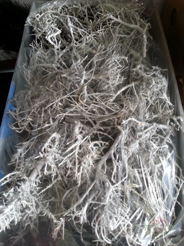 Iron Bush frosted ca. 750 gr Iron Bush frosted