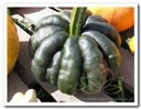 Kalebas Nr. 32-31  - 250 zaden 