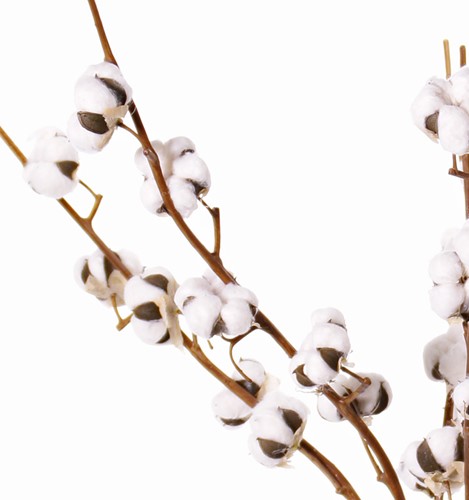 Katoentak (cotton spray) 90cm , 5 bloemen kunst Premium-Quality