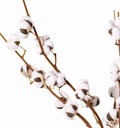 Katoentak (cotton spray) 90cm , 5 bloemen kunst Premium-Quality
