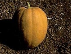 Kentucky Field Muskaatpompoen basiseenheid zaden