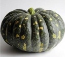 Moschata Bliss F1 pompoen zaden