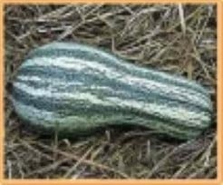 Cushaw groen Stripe pompoen 50 zaden