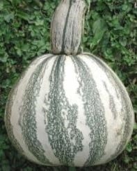 Vera Cruz Pepita pompoen 50 zaden