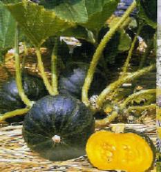 Sweet Mama Kabocha Pompoen 250 zaden