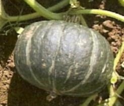 Supreme Delight F1 Kabocha Pompoen zaden