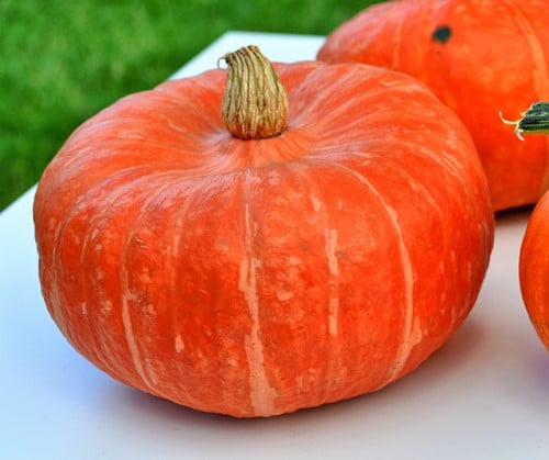 Mooregold kabocha pompoen 250 zaden