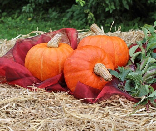 Amoro F1 Kabocha pompoen zaden