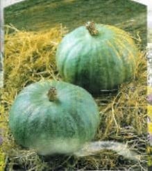 Blue kuri pompoen 50 zaden