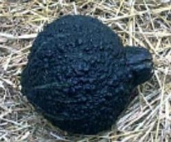 Green hubbard warted pompoen 250 zaden  