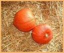 Golden delicious pompoen 50 zaden