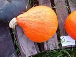 Uchiki Kuri of wel Rode Hokkaido pompoen 50 zaden