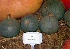 Baby Blue pompoen 50 zaden