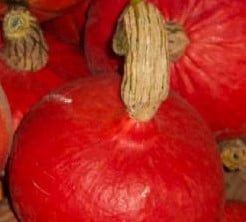 Red Kuri pompoen 250 zaden  