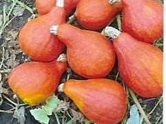 Red Oktober F1 Hub pompoen basiseenheid zaden  