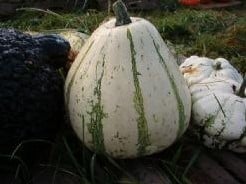 Mandan Mix Pompoen 50 zaden