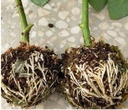 Vermeerderingsbol Ent Stek Bewortelbol S 5 cm 5 stuks