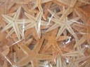 Zeesterren 5-7 cm 100 stuks