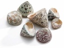Trochus Stellatus Schelpen 1000 gram