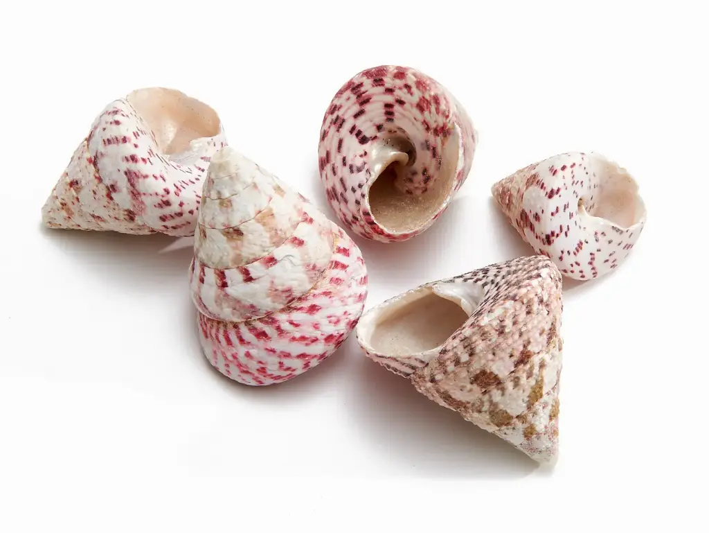 Troca Maculata Schelpen 650 gram