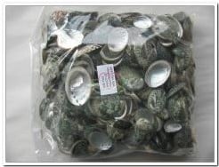 Haliotis Pulcherrima schelpjes 1 kilo