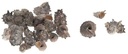 Delphinula Laciniata schelpen 1 kilo