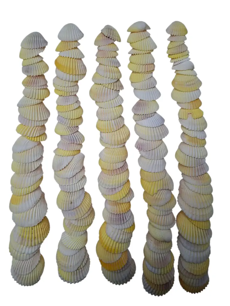 Cockels schelpen 3-5 cm per kilo
