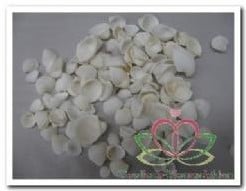 White Cay Cay Kleine Witte Schelpjes 200 gram