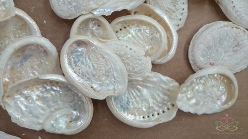 Abalone schelpen mini Gebleekt 500 gram