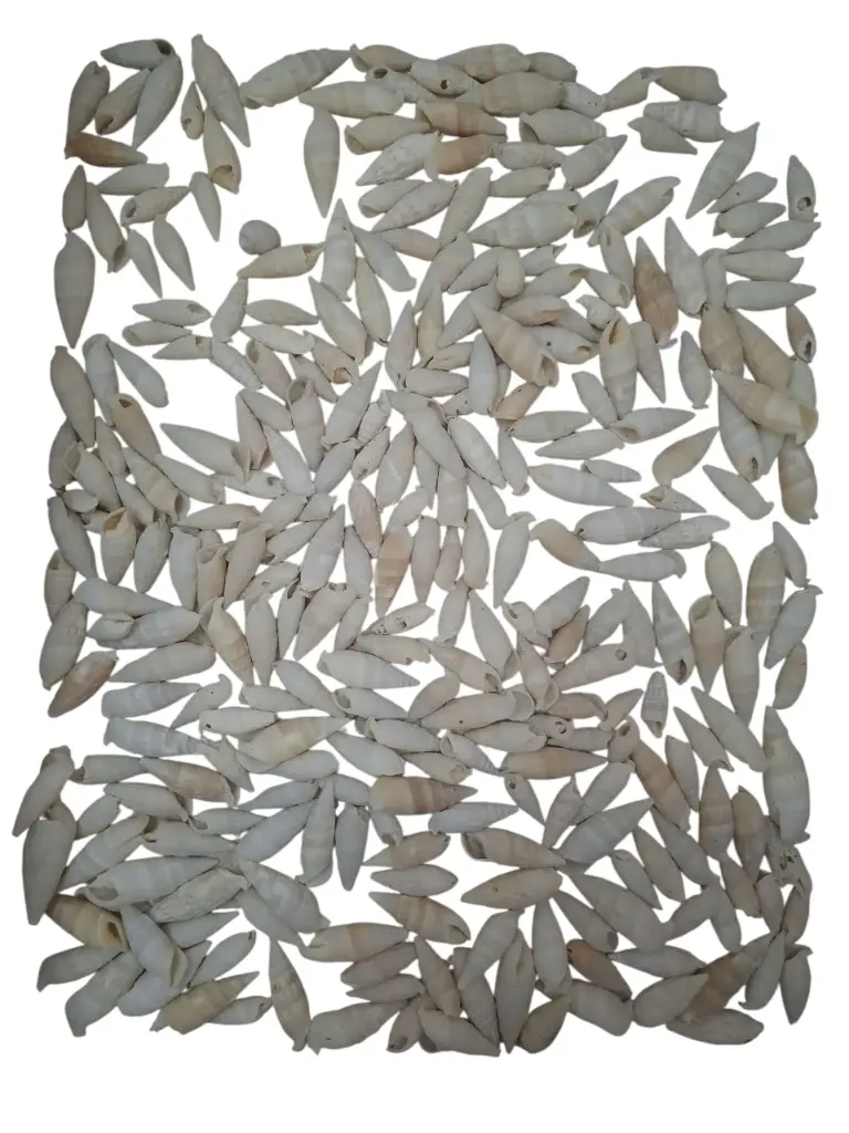 Cerithium Vertagus schelpen ca. 1 kilo
