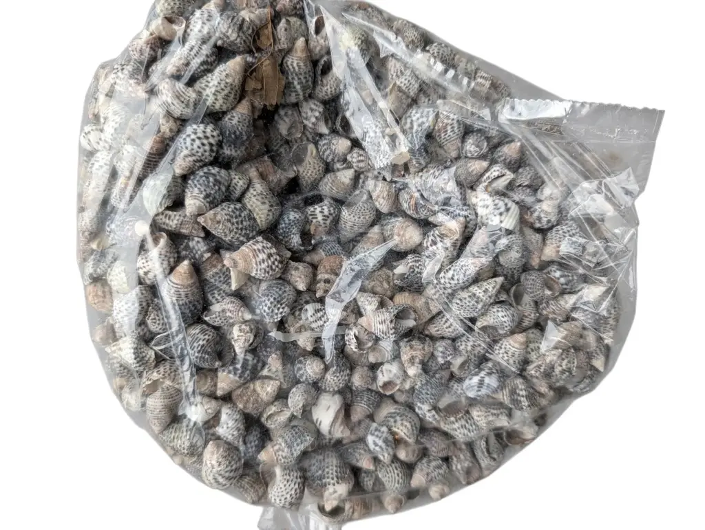 Nassa Pussata schelpen 1 kilo