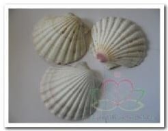 Pecten Maximus Jacobsschelp BOL Per stuk 
